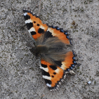 Naeldens%20takvinge7